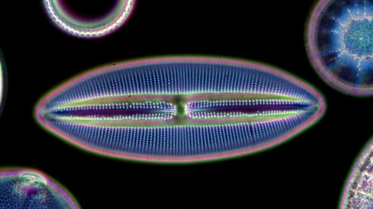 25 yıllık gizem çözüldü: İşte Güney Okyanusu'ndaki tuhaf parlamanın nedeni