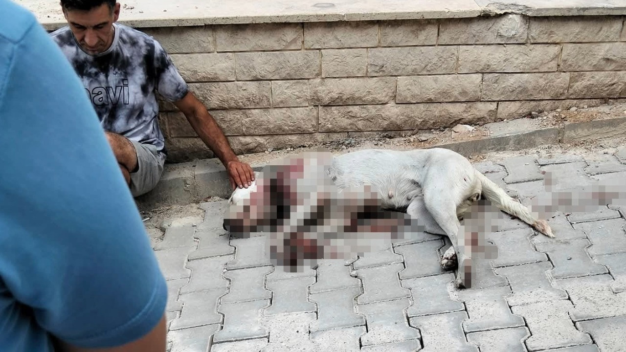 Hamile köpeğe tüfekli saldırı