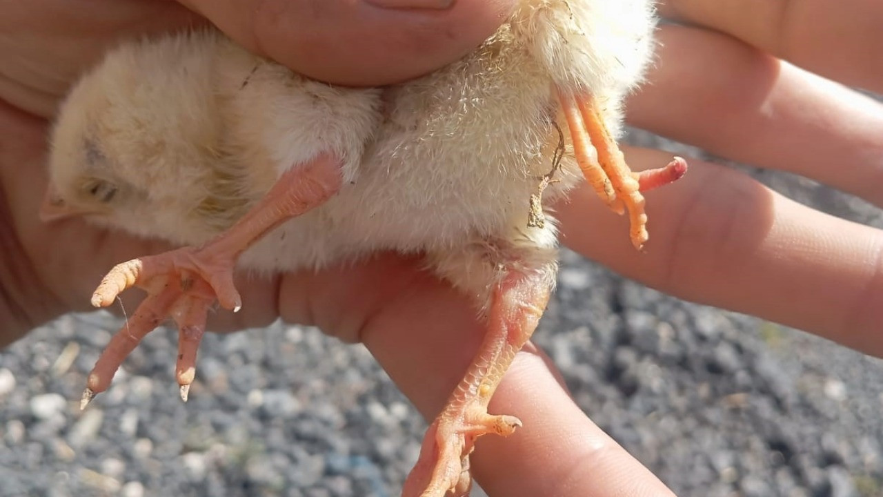 Yumurtadan 4 ayaklı civciv çıktı