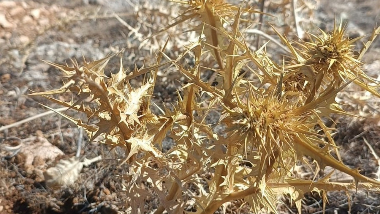 Kendiliğinden yetişiyor, fiyatı altınla yarışıyor