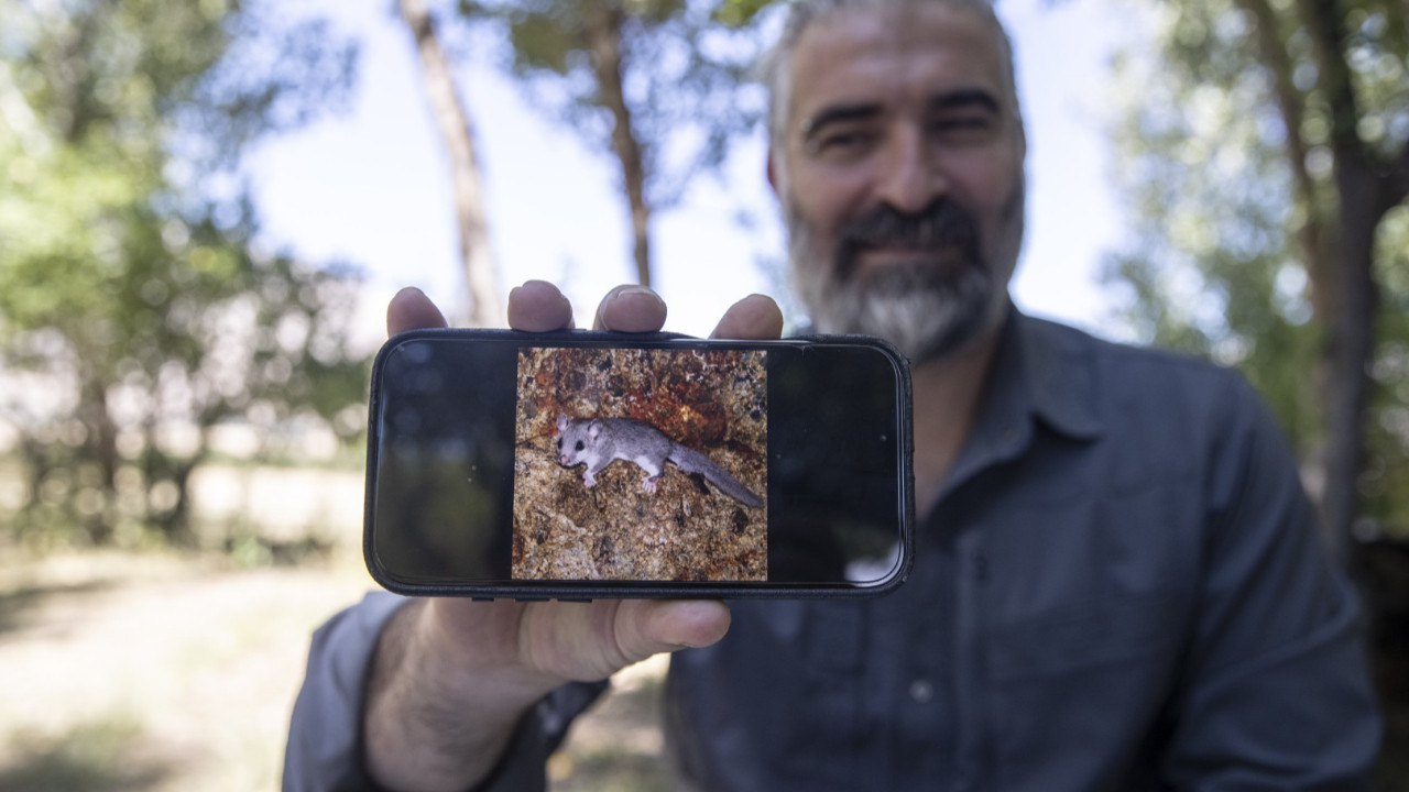 Munzur Dağları'nda bulundu: Anadolu Kayalık Yediuyuru