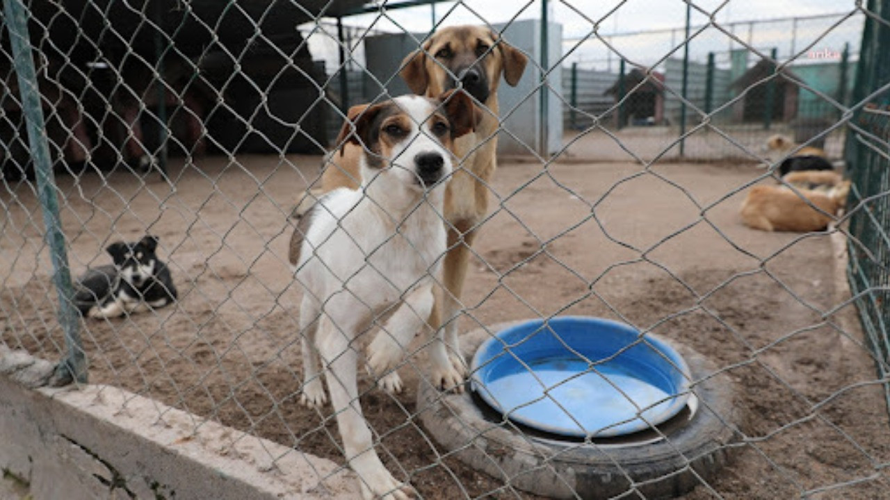 3 şehirde sahipsiz hayvanlar için koruma birliği kurulacak