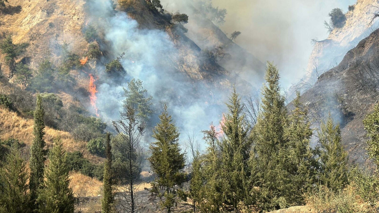 Aydın'da orman yangını