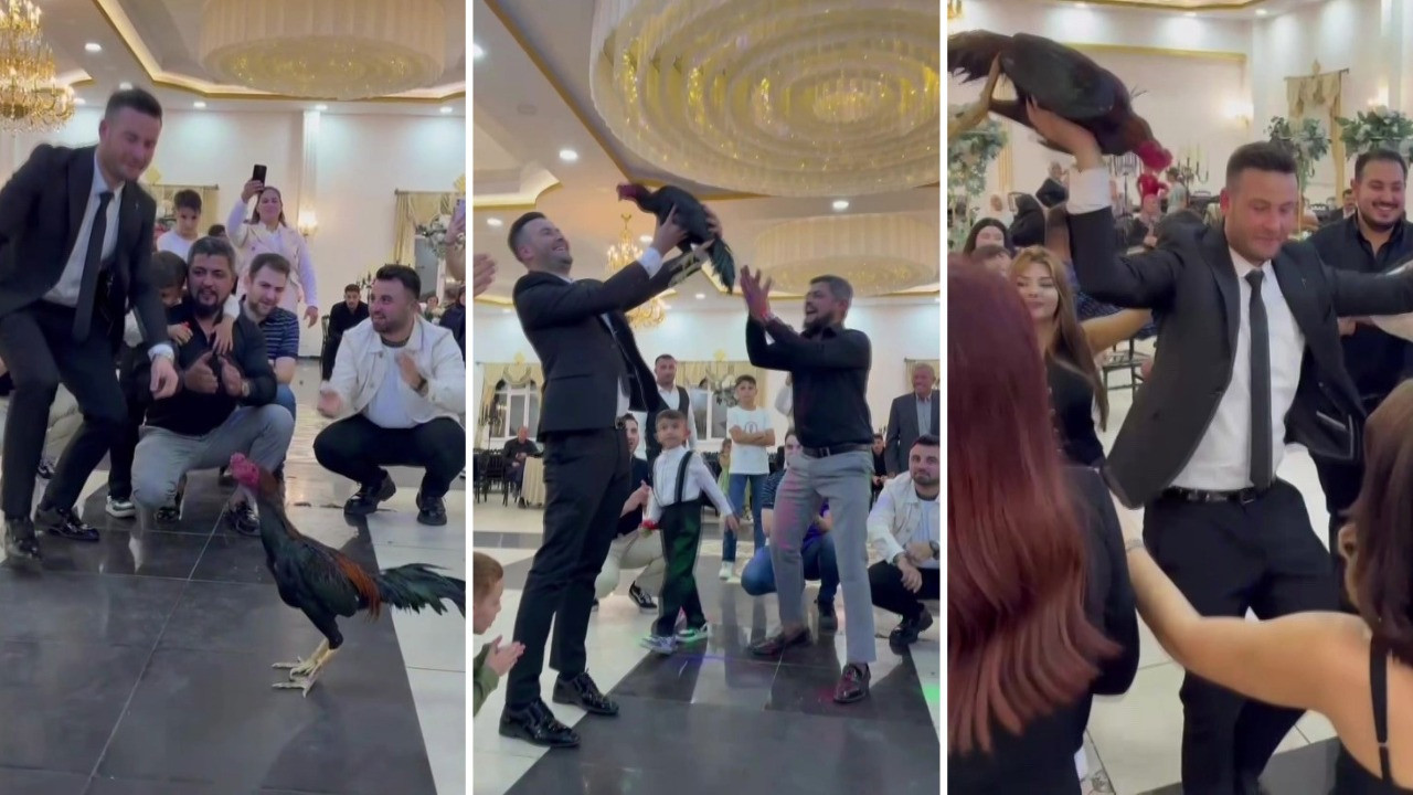 Düğünde altın yerine Hint horozu verdi: Değeri dudak uçuklattı