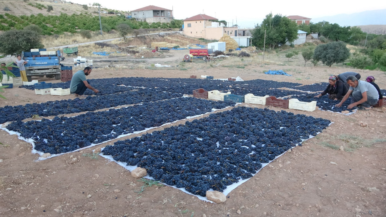 Güneşte 48 saat bekletip kilosunu 500 liraya satıyorlar