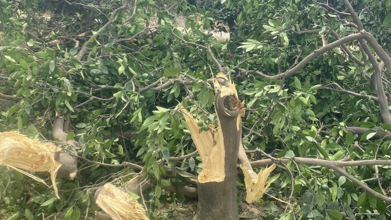 Meyveler dalındayken kestiler: 'Biz şimdi ne yapacağız?'