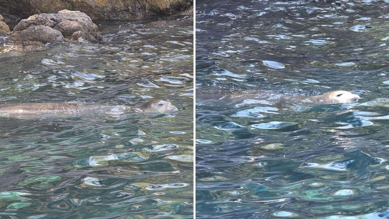 Fethiye’de sürpriz misafir: Nesli tükenme tehlikesindeki Akdeniz foku kamerada