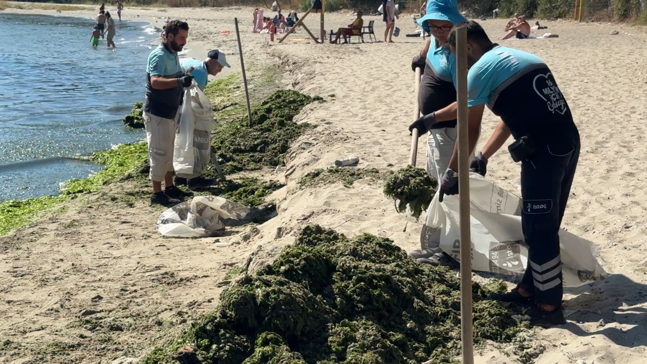 Avcılar sahilinde lodos sonrası 50 ton yosun temizlendi