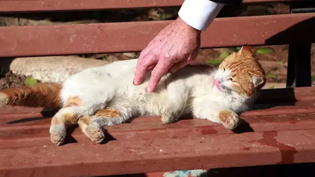 Prof. Dr. Özlü uyardı: Kedi ve kuş tüyü akciğer hastalığına yol açabilir