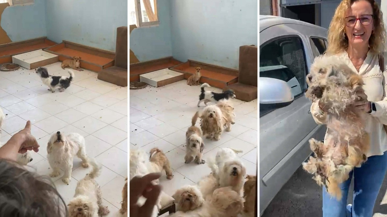 20 köpek kurtarıldı