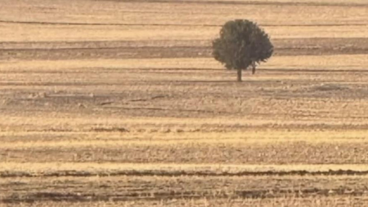 Şırnak'ta bir kişi ağaca asılı şekilde ölü bulundu