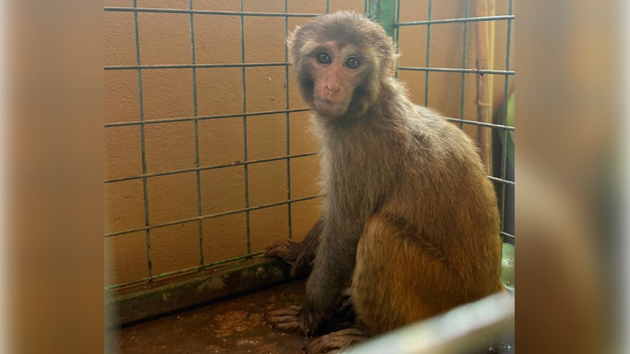 Şiddet gören maymun korumaya alındı