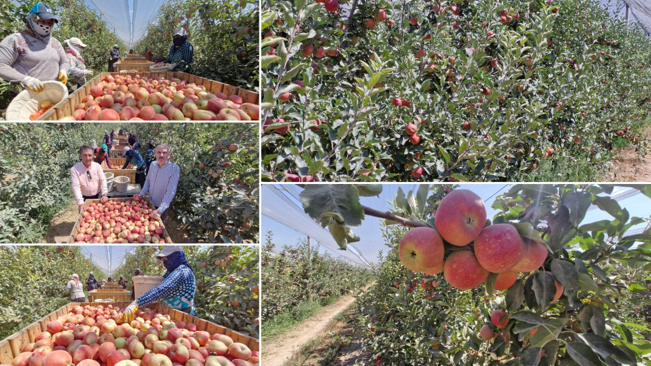 Zirai donun vurduğu kentte elma hasadı buruk başladı