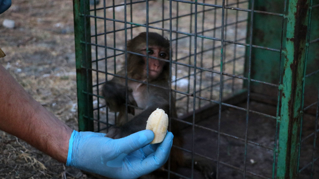 Şiddet gören maymun kurtarıldı