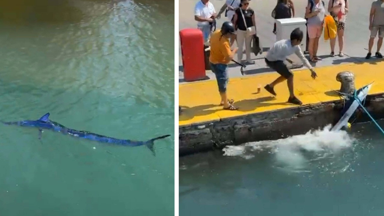 Bodrum'da zıpkınla öldürüldü! Nesli tükenme tehlikesinde