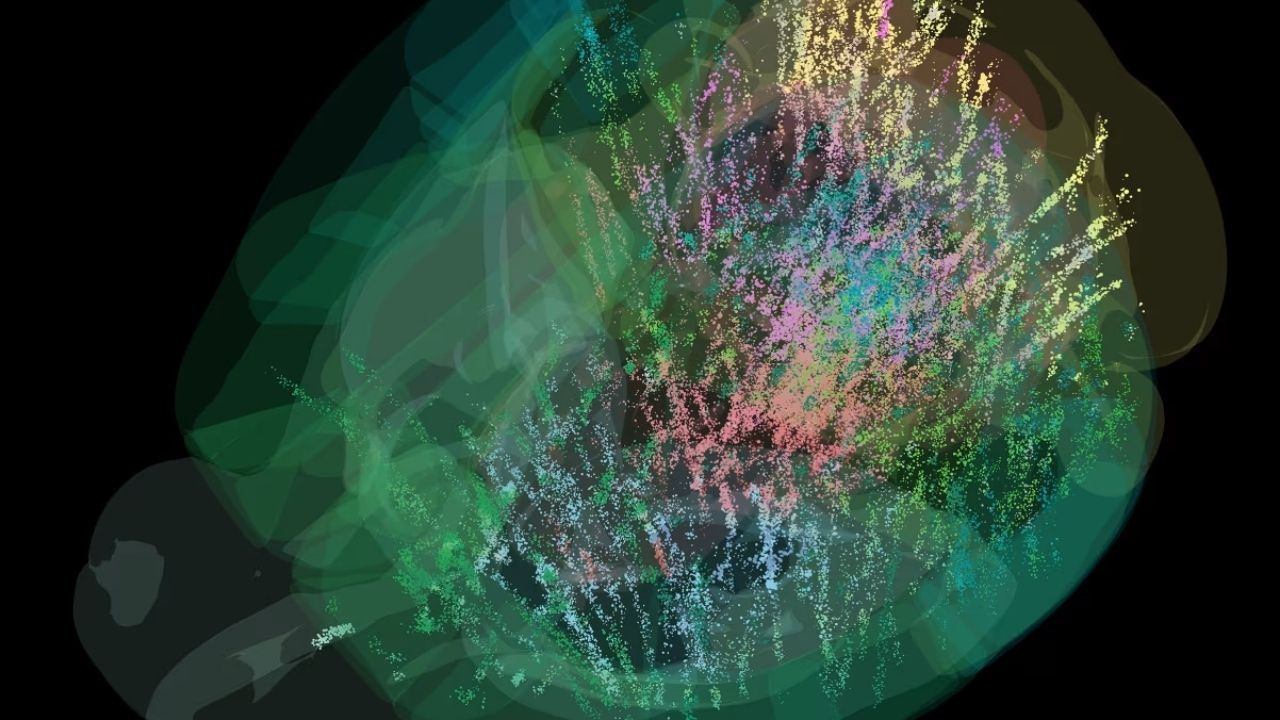 Tarihte bir ilk: Beynin 'karar anı'nın haritasını çıkardılar