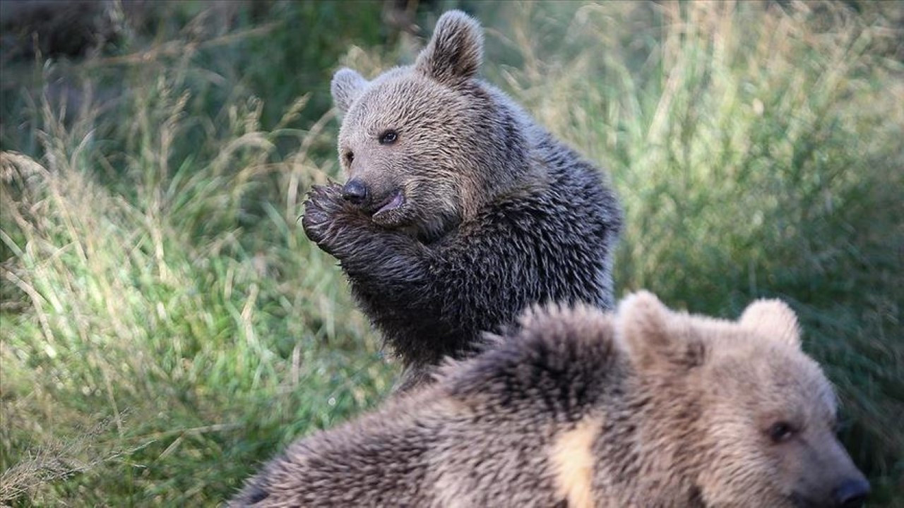 Yurt mutfağında vahşet: Ayıyı parçaladılar