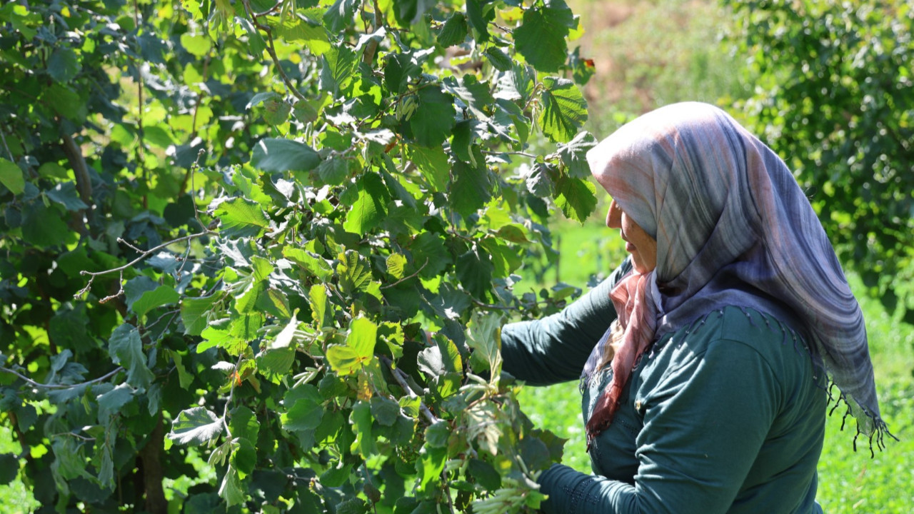 Karadeniz değil Adana: Torosların eteğinde fındık hasadı