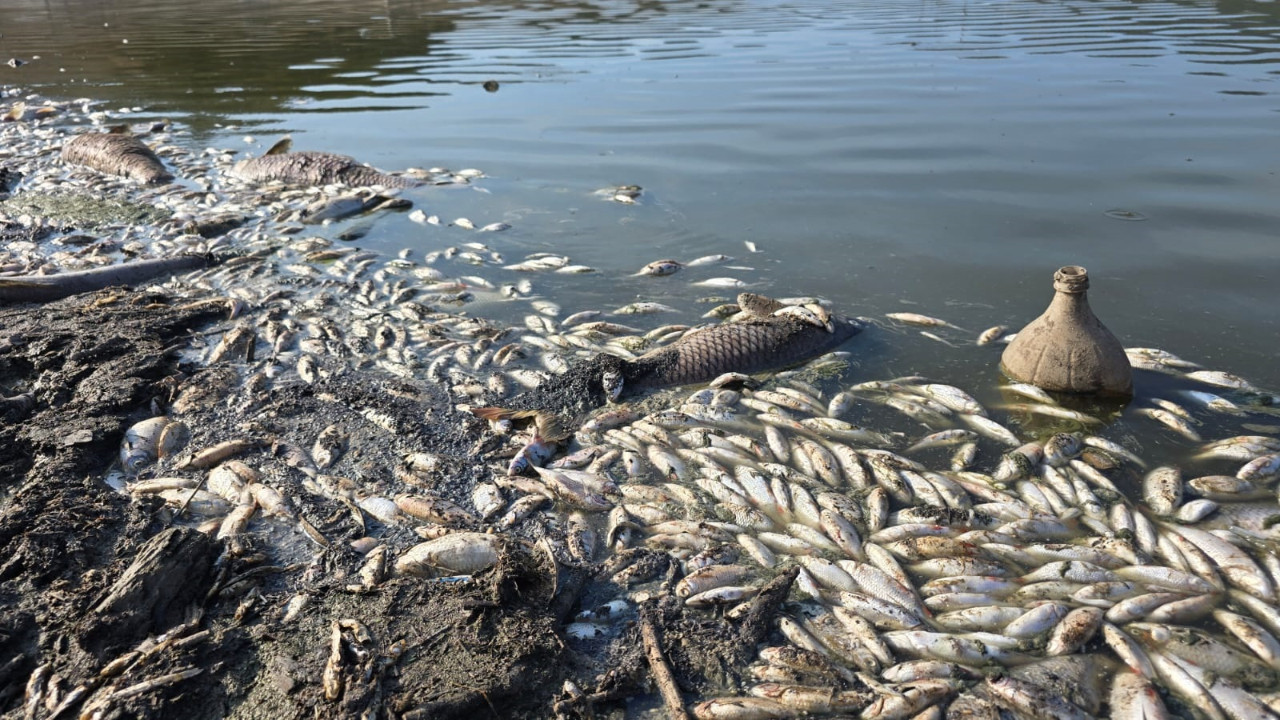 Kuraklık Çınarlı Göleti'ni vurdu: Balık ölümleri arttı