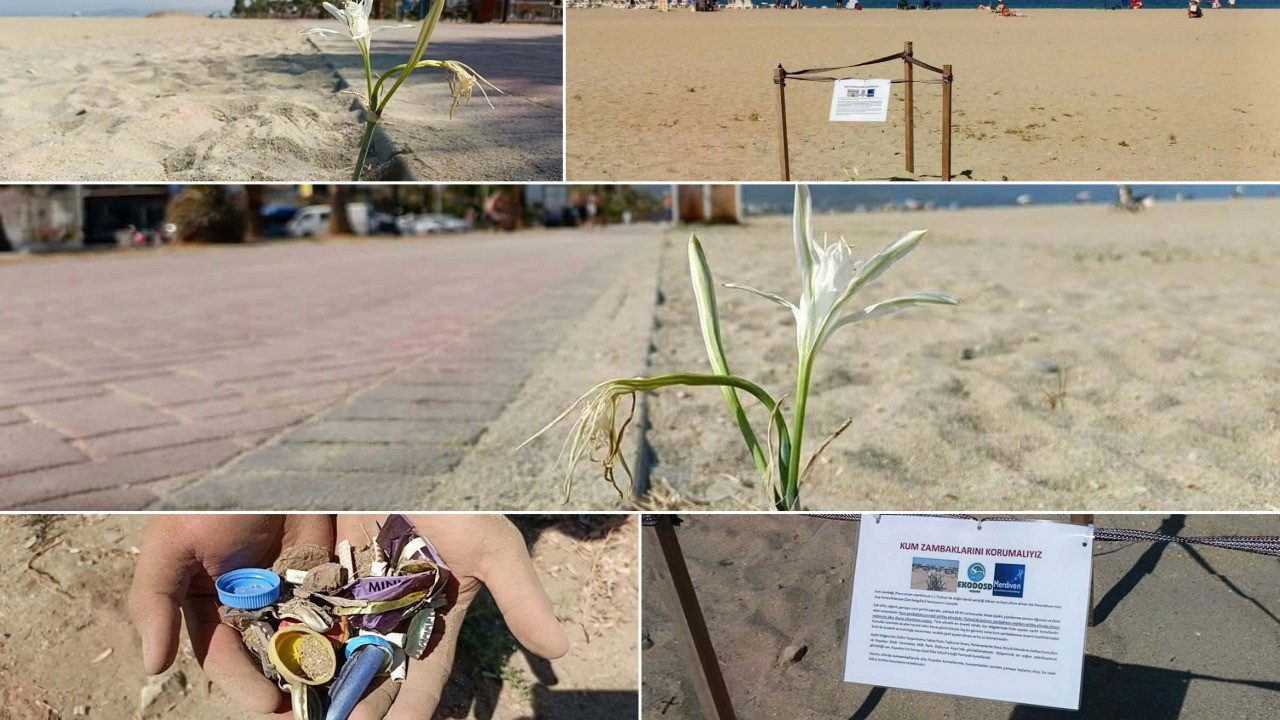 Kuşadası sahillerinde yıllar sonra yeniden kum zambağı görüldü