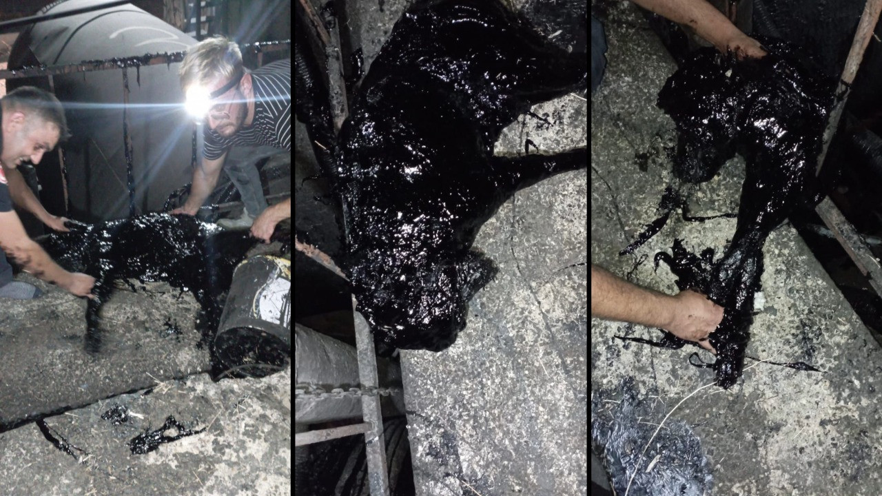 Zift kazanına düşen köpeğe hayat eli