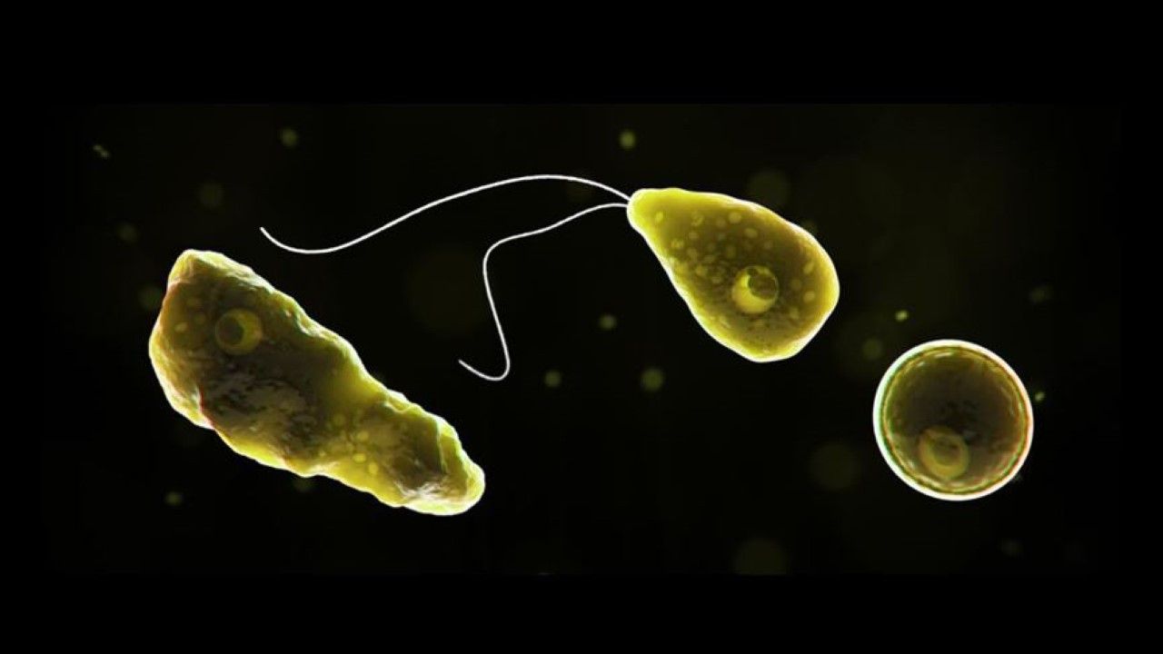 Beyin yiyen amip, 19 kişiyi öldürdü