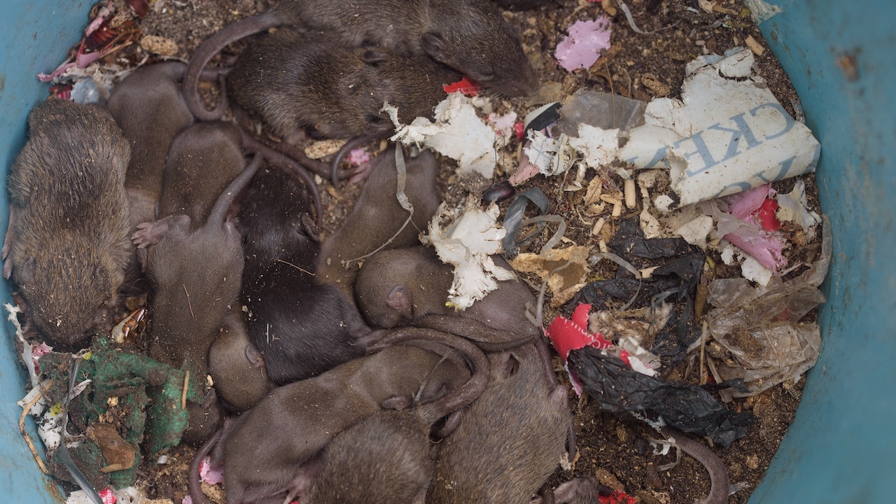 Farelerden geçen hastalık 166 kişiyi öldürdü