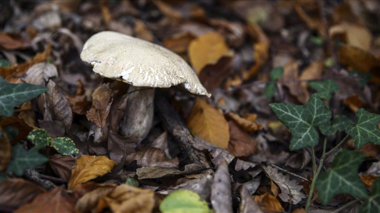 Mantar tüketen çifti ölüm ayırdı