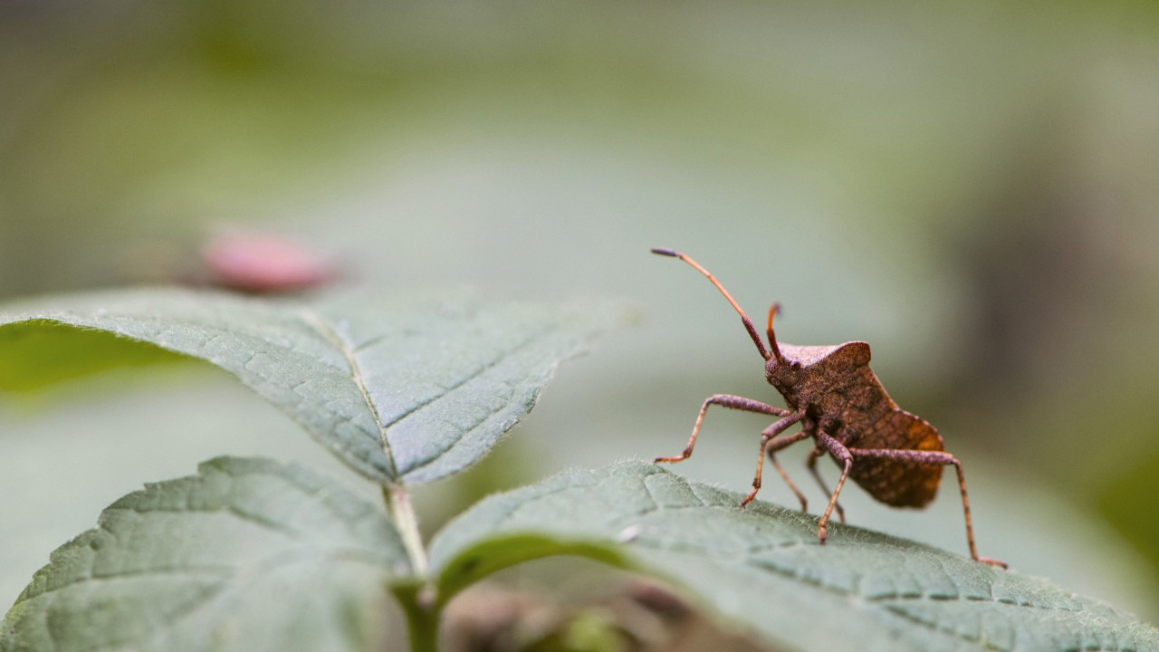 Ekosistem için büyük tehdit: Böcek nüfusu azalıyor