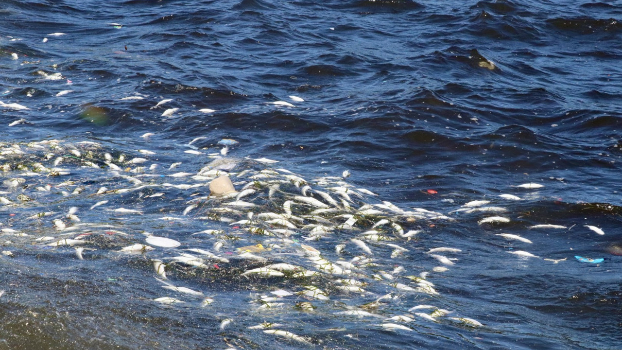 İzmir'de balık ölümleri sürüyor