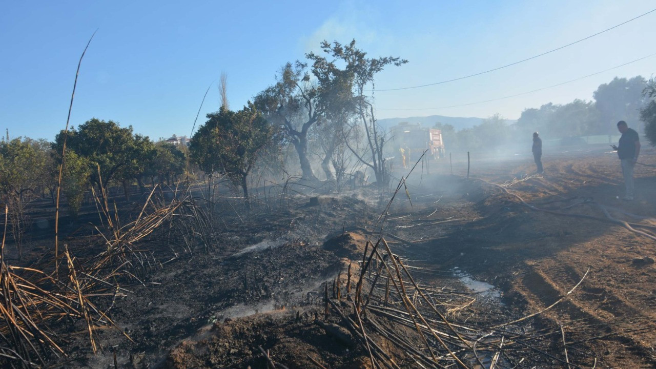 Tarım arazisindeki yangın, zeytin ağaçlarını yaktı
