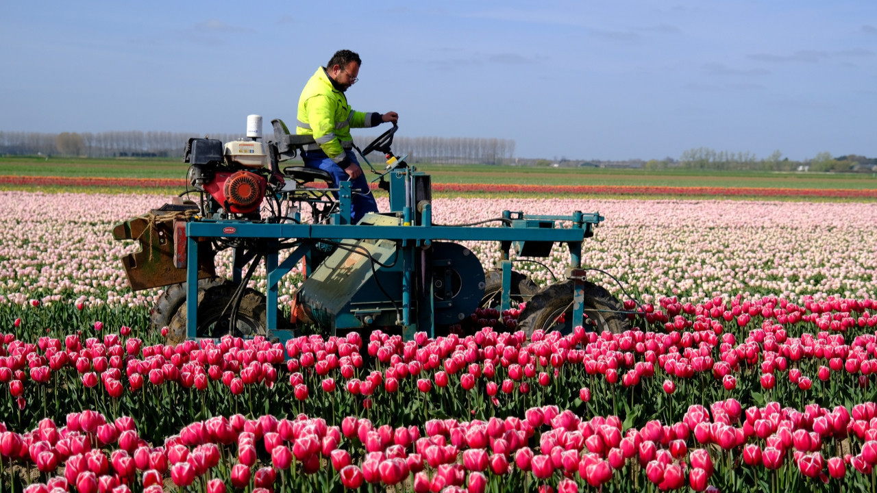 Konya büyüklüğündeki Hollanda dünyayı doyuruyor