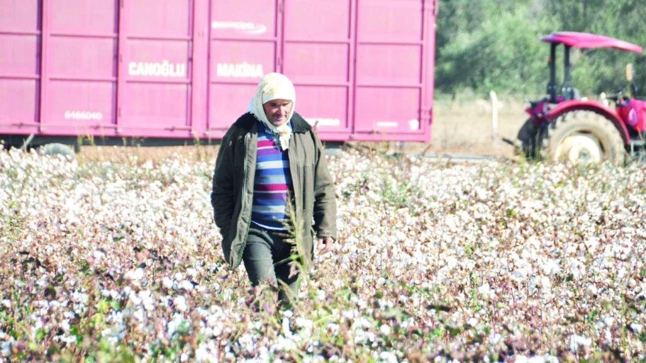 Kuraklık pamuğu vurdu