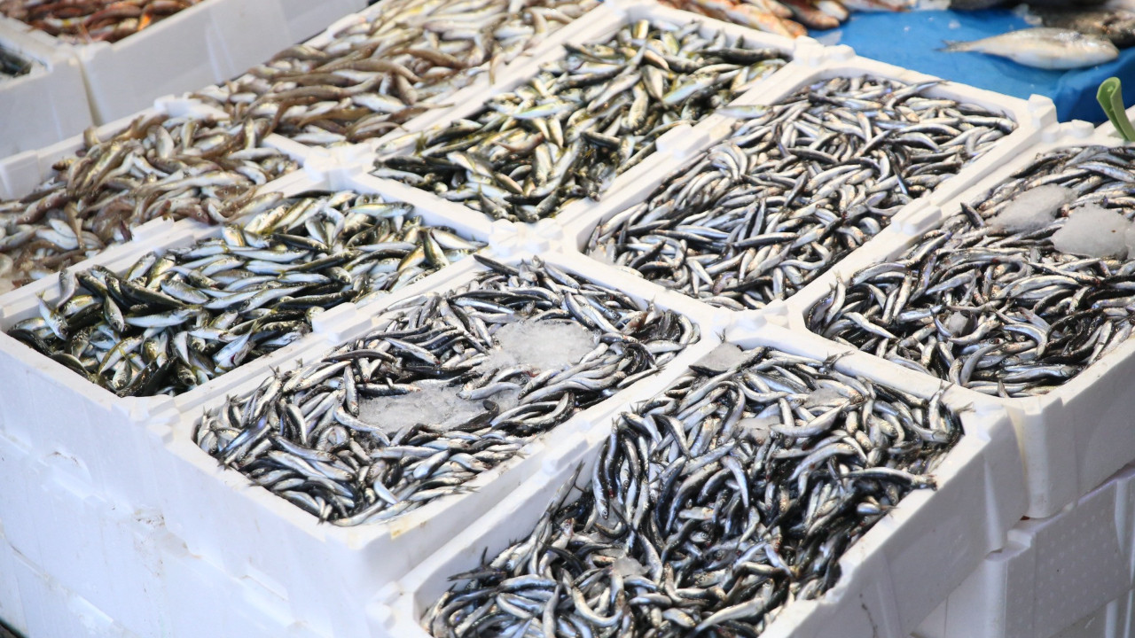 Trabzon'da hamsi ve istavrit aynı fiyat