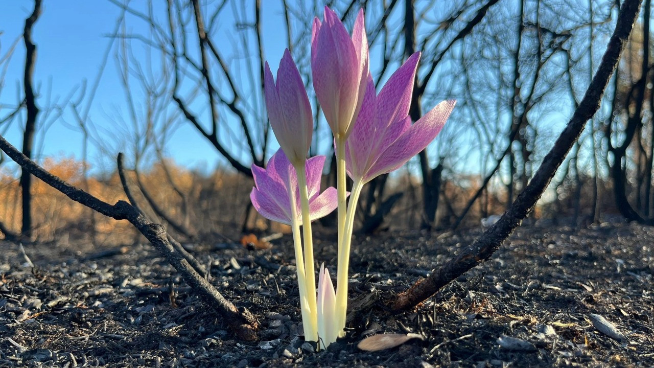 Yanan ormanda açtı, gönülleri ısıttı