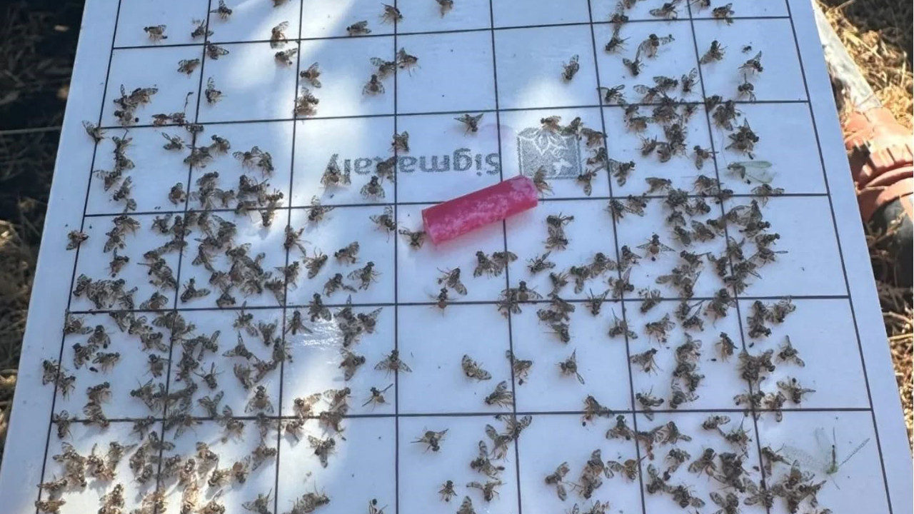 Edremit’te Akdeniz meyve sineği uyarısı: Üreticilere ilaçlama çağrısı