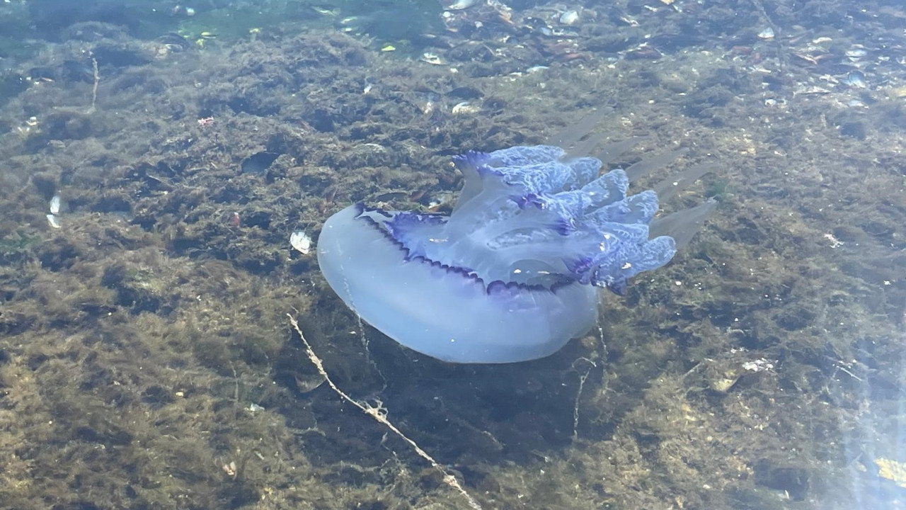 Marmara’da müsilaj yeniden başladı: Balıkçılar çaresiz