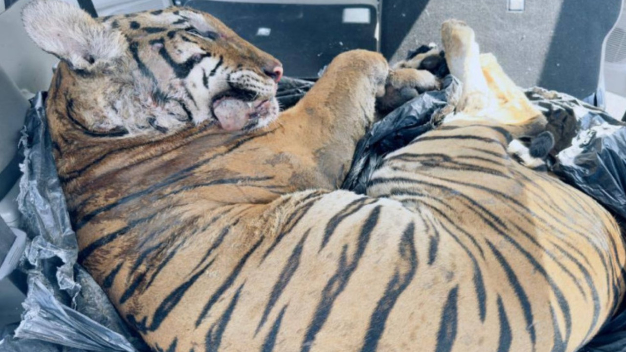 Koruma altındaki kaplanı öldürenlere hapis cezası