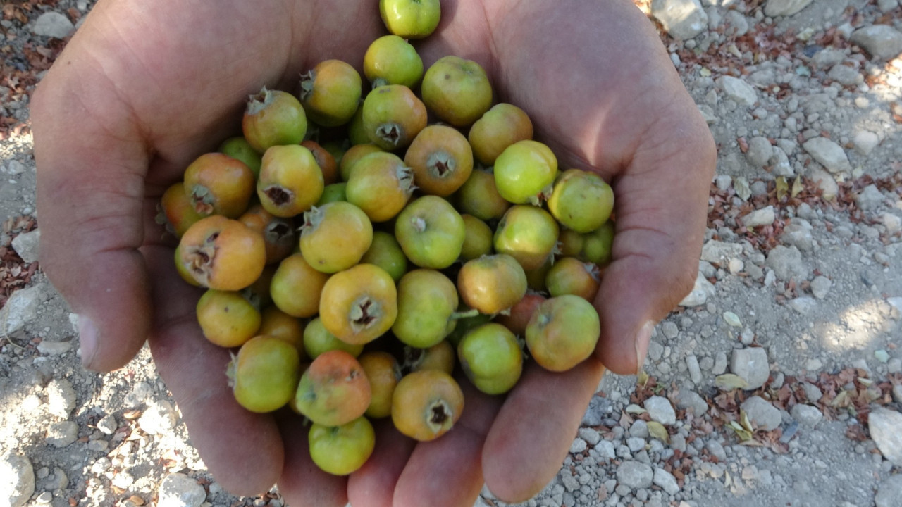 'Şifa deposu'nun hasadı Malatya’da başladı: Kilosu 250 liradan satılıyor