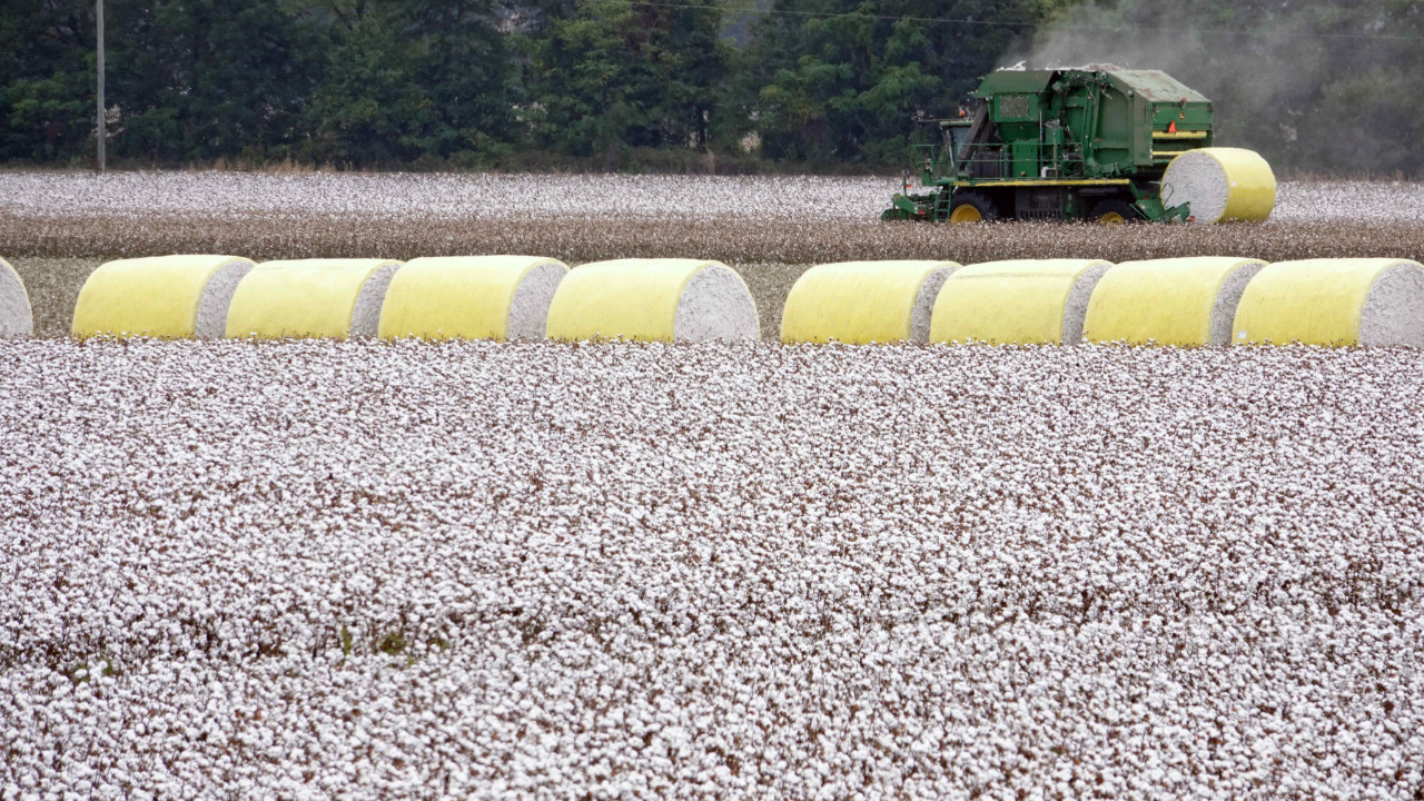 '40 liranın altı pamuk üreticisinin sonu olur'