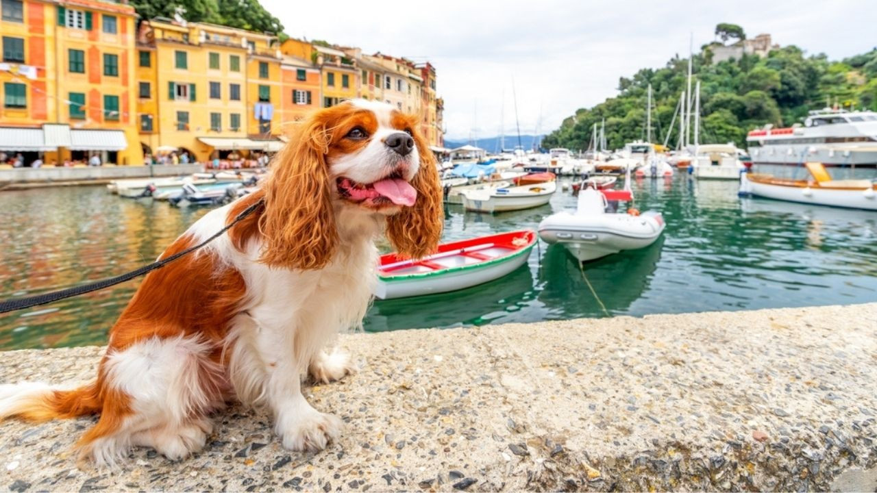 'Turist' köpeklerden de vergi alacaklar