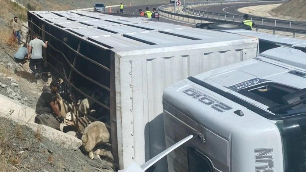Devrilen tırdaki 147 hayvan öldü