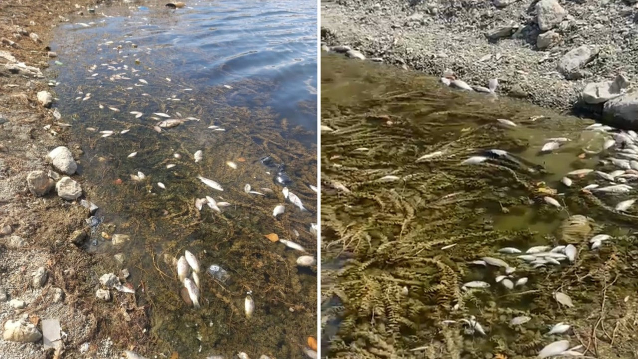 Kütahya’da endişe yaratan balık ölümleri: Baraja kimyasal mı karıştı?