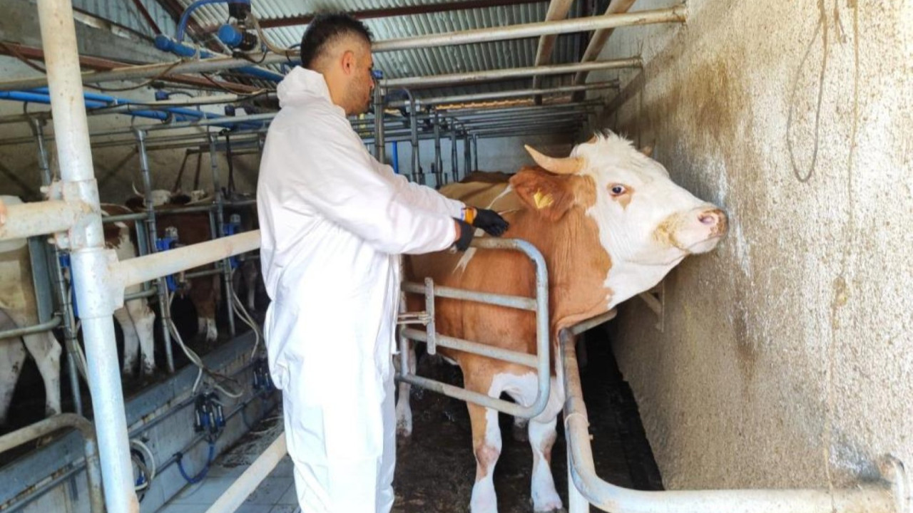 Şap hastalığı kâbusu yeniden hortladı