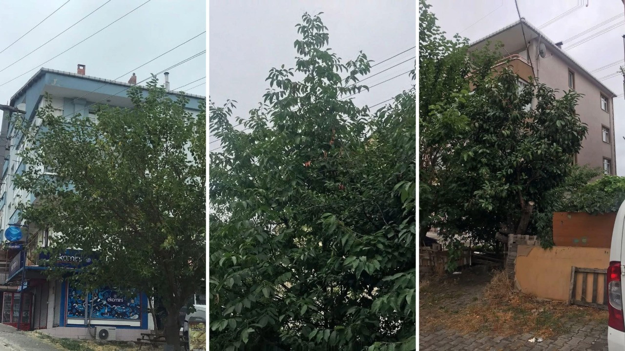 Ağaçların arasındaki teller ölüme yol açtı, vatandaşlar endişeli