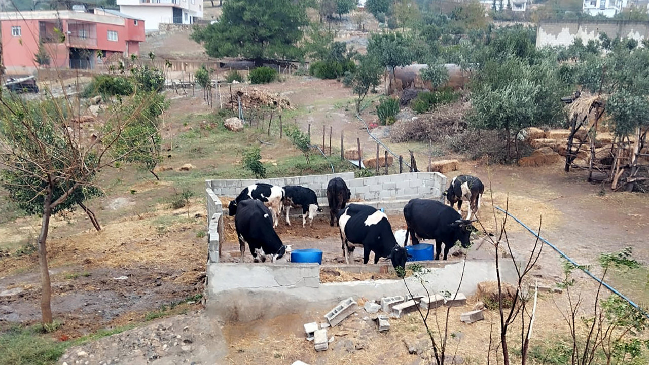 Hayvan ticaretinde sazan sarmalı: Dolandırıcılar kamyon yüklemesinde yakayı ele verdi