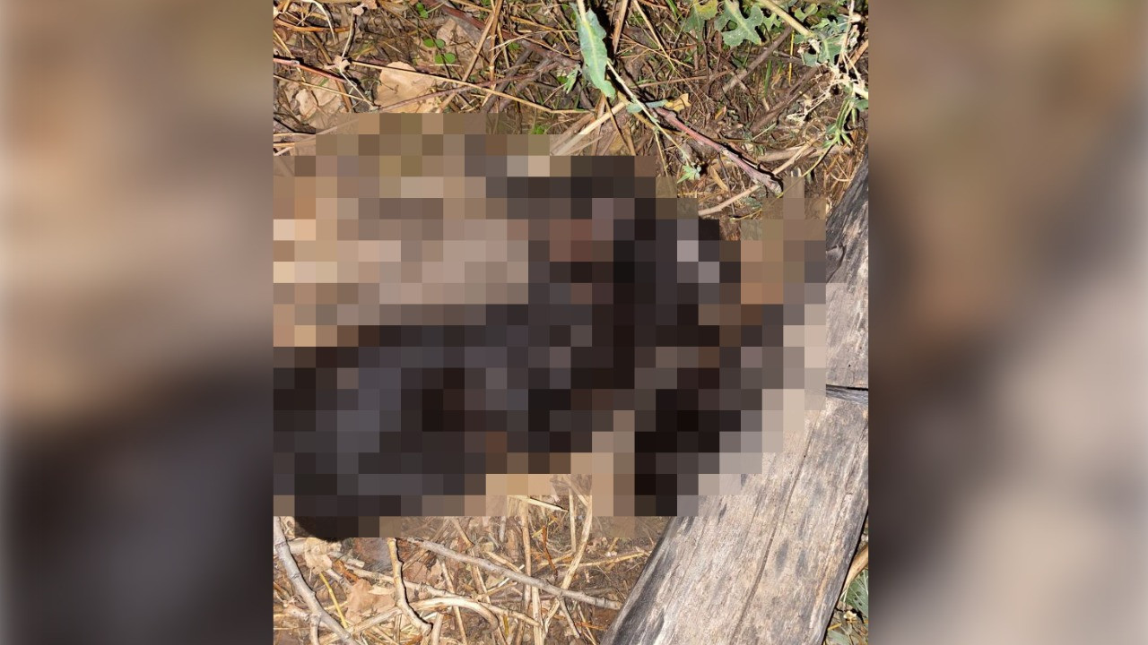 Vahşet: Köpekler birbirlerine bağlanarak boğulmuş