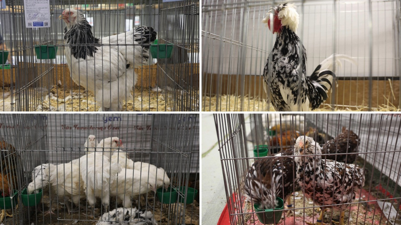 Güzellik yarışmasında dereceye giren horoz ve tavuklar belli oldu