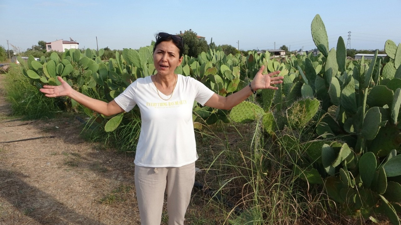 İşe başlarken alay konusu oldular, şimdi tamamını yurt dışına veriyorlar