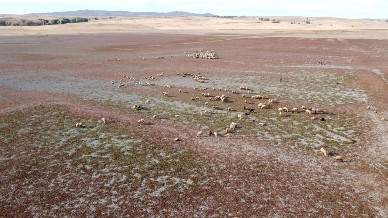 Baraj kurudu, hayvanlar havzada otlatılıyor